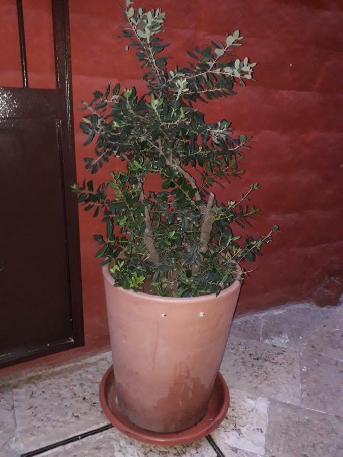 Filioli Apartment Bari Buitenkant foto